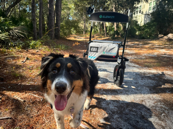 Top 10 Rollator Walker Brands in the USA